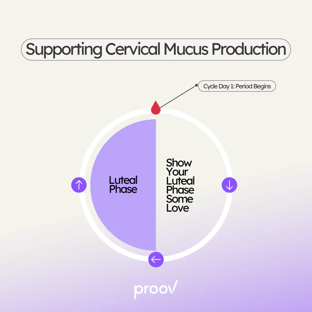 Boost Fertile Mucus Supplement - Image 4