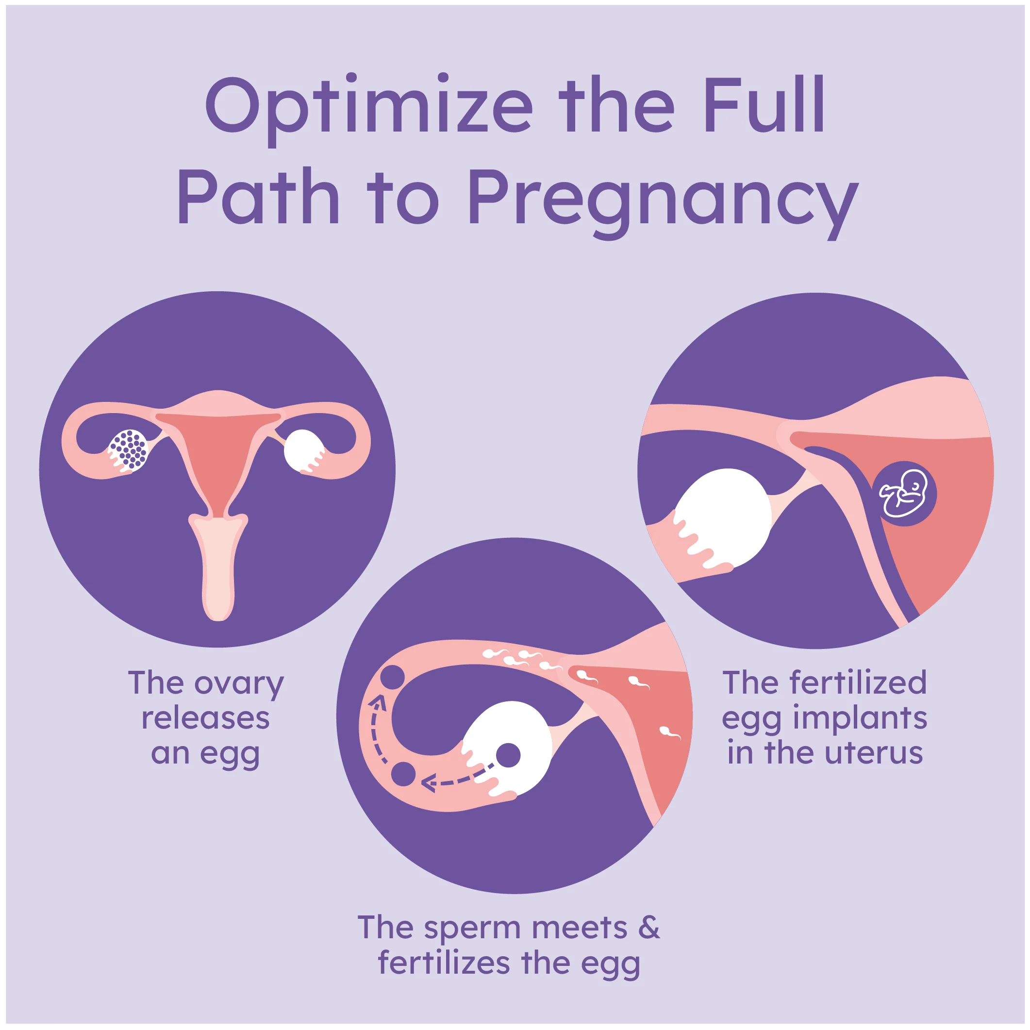 Path to Pregnancy - Fertility Treatment with Coaching HSA Eligible - Image 5